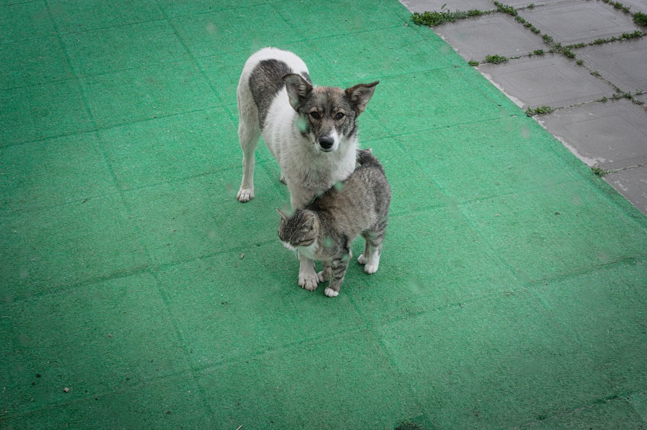 Пес и кот